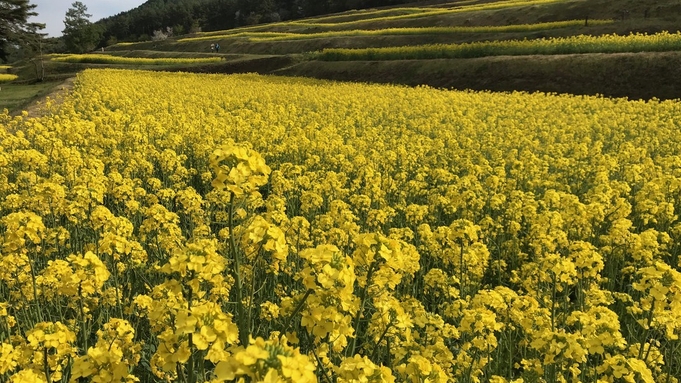 【GWオンライン決済限定】花咲くリゾート安曇野。料理長が山を分け入り収穫した山菜を味わうグルメプラン